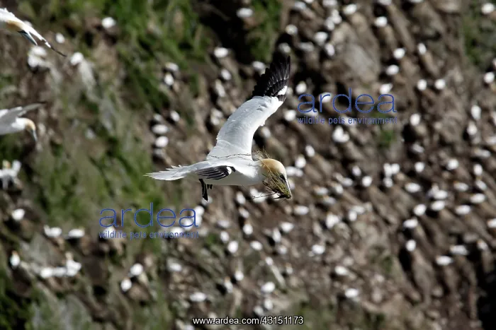  : Northern Gannet