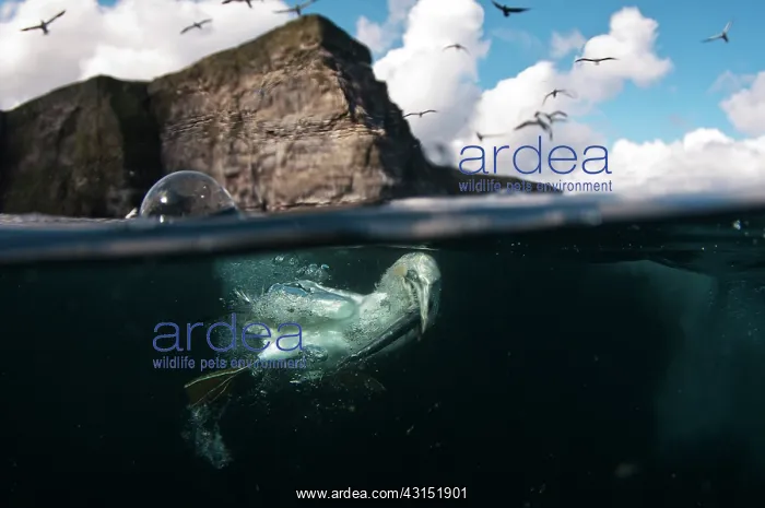: Northern Gannet : Northern Gannet