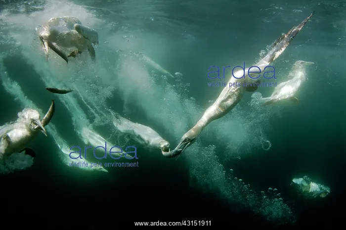 : Northern Gannet : Northern Gannet