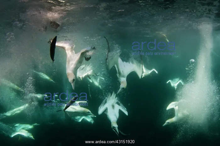 : Northern Gannet : Northern Gannet