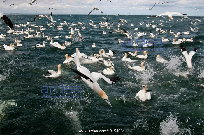 : Northern Gannet : Northern Gannet