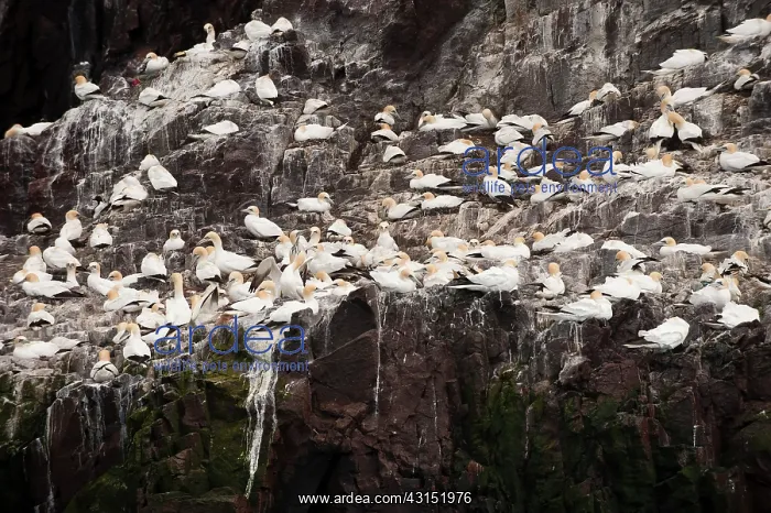 : Northern Gannet