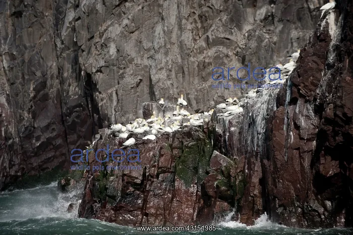 : Northern Gannet : Northern Gannet