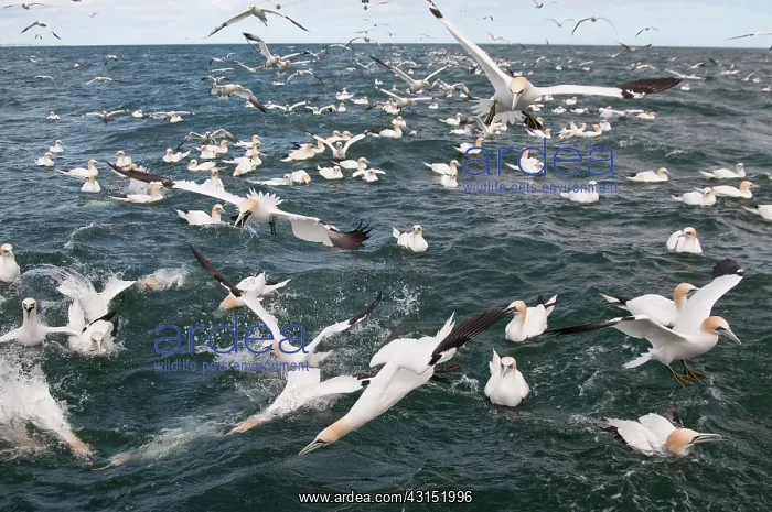 : Northern Gannet : Northern Gannet