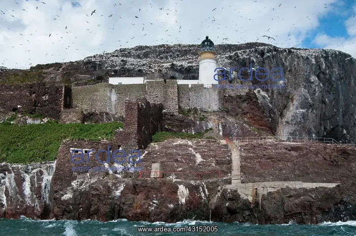 : Northern Gannet : Northern Gannet