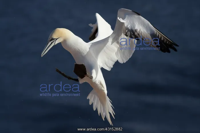 : Northern Gannet : Northern Gannet
