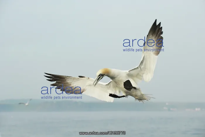 : Northern Gannet : Northern Gannet