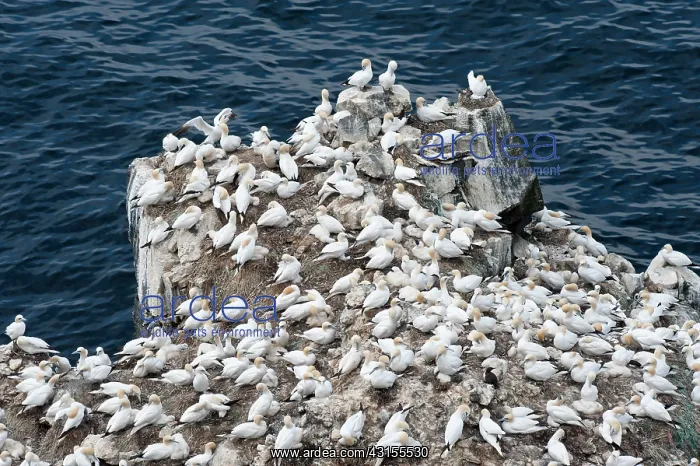 : Northern Gannet : Northern Gannet