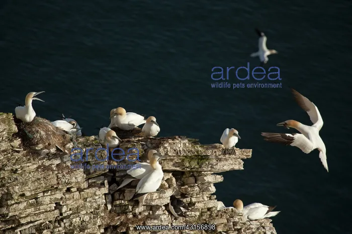  : Northern Gannet