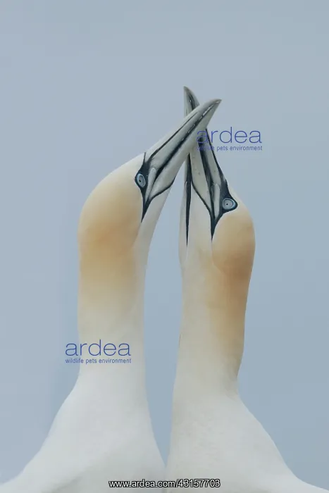 : Northern Gannet : Northern Gannet