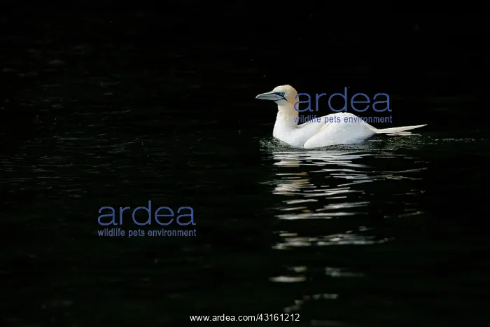 : Northern Gannet : Northern Gannet
