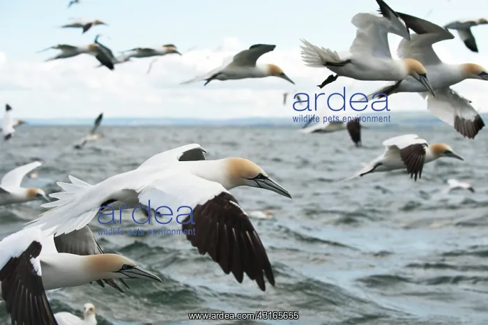 : Northern Gannet : Northern Gannet