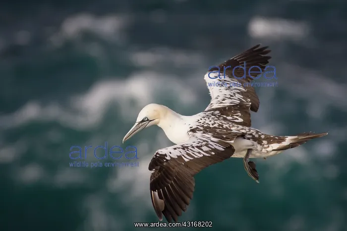 : Northern Gannet : Northern Gannet
