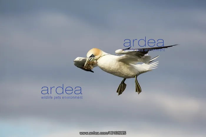 : Northern Gannet : Northern Gannet