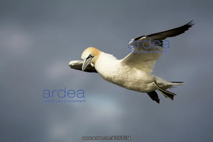 : Northern Gannet : Northern Gannet