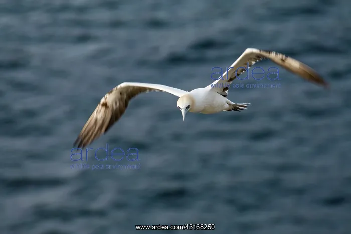 : Northern Gannet : Northern Gannet