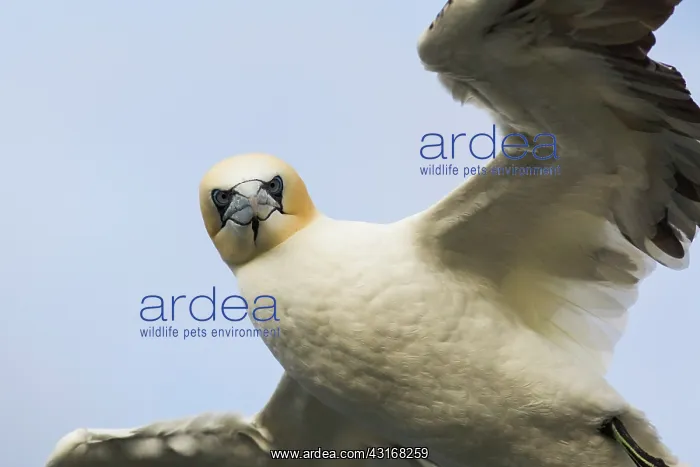 : Northern Gannet : Northern Gannet