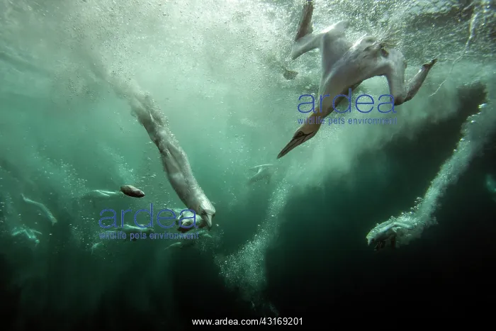  : Northern Gannet