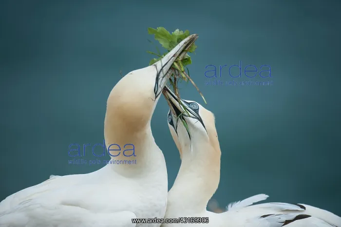 : Northern Gannet : Northern Gannet
