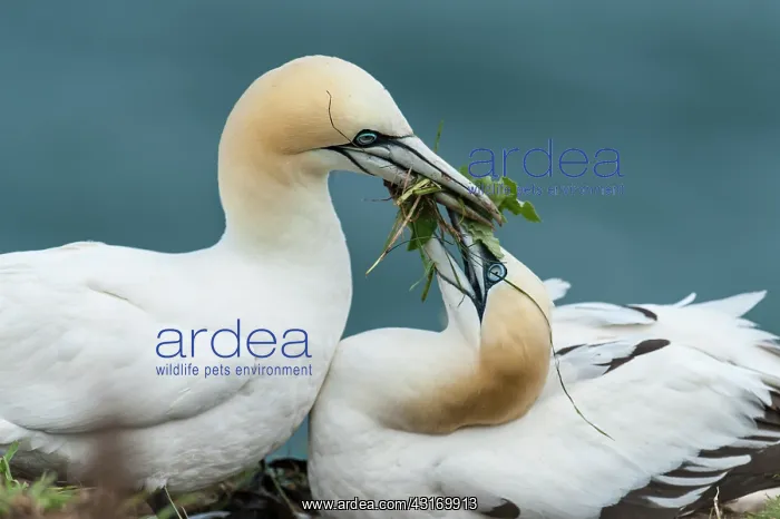 : Northern Gannet : Northern Gannet