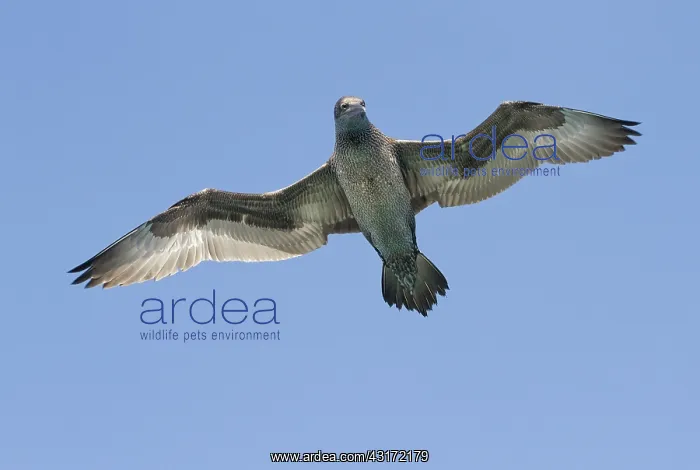: Northern Gannet : Northern Gannet