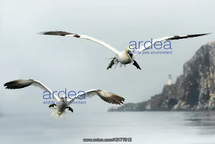 : Northern Gannet : Northern Gannet