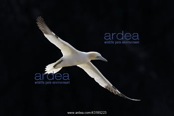 : Northern Gannet : Northern Gannet