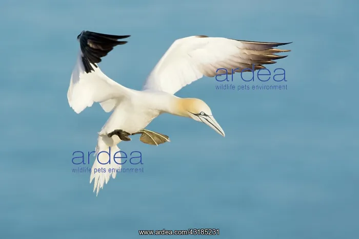 : Northern Gannet : Northern Gannet