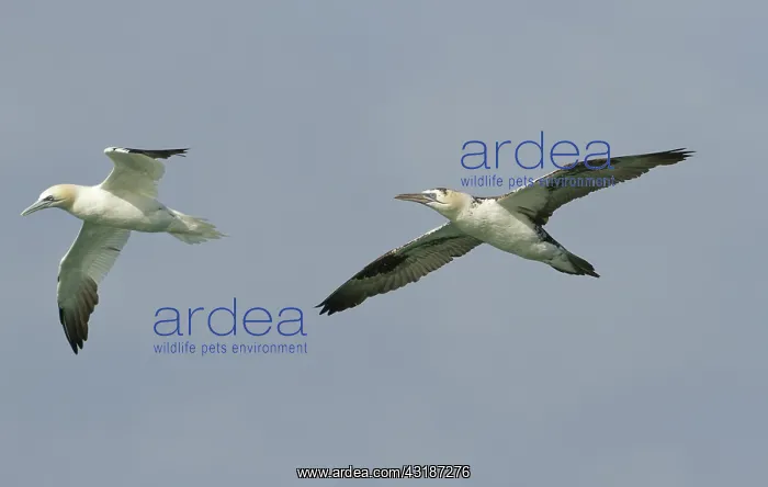 : Northern Gannet : Northern Gannet