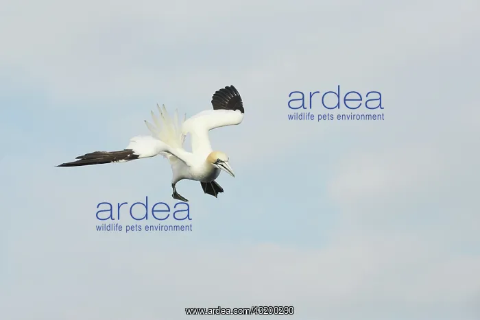 : Northern Gannet : Northern Gannet
