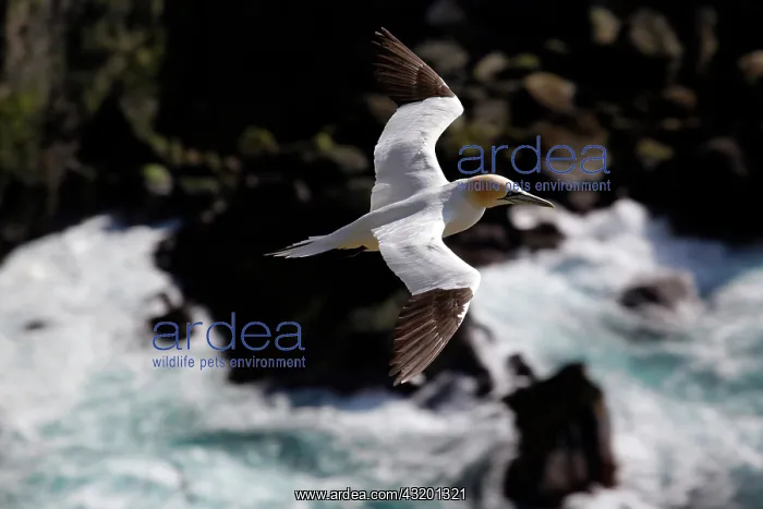 : Northern Gannet : Northern Gannet