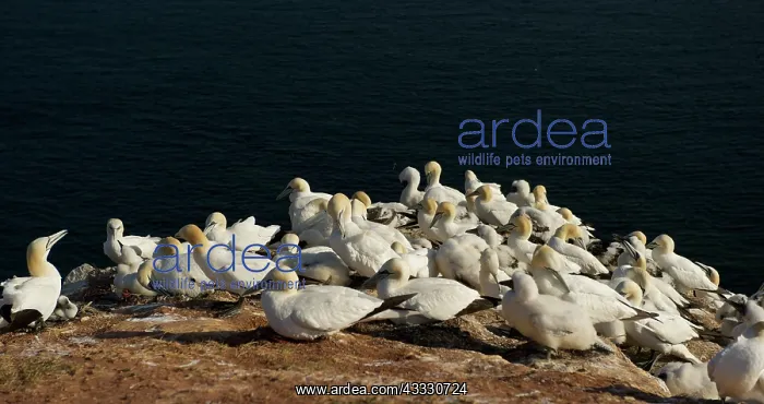 : Northern Gannet : Northern Gannet