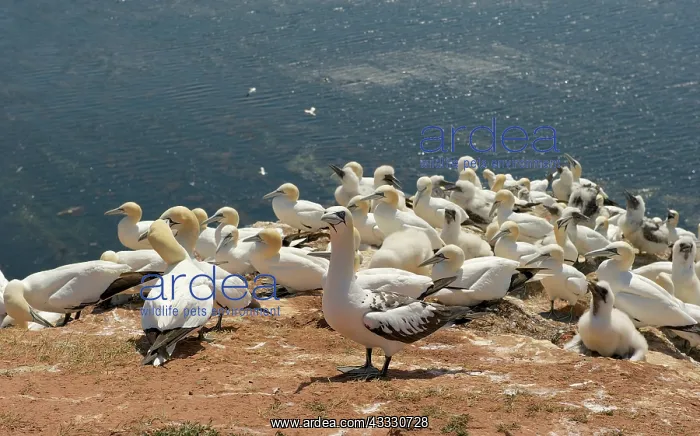 : Northern Gannet : Northern Gannet