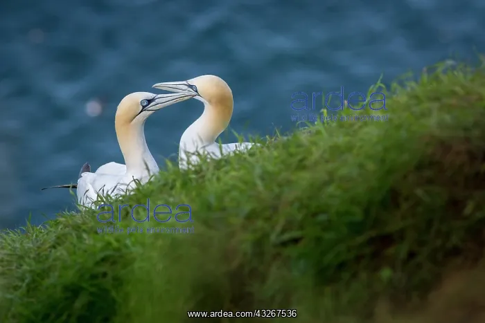 : Northern Gannet - adult couple on cliffs - Bempton : Northern Gannet - adult couple on cliffs - Bempton