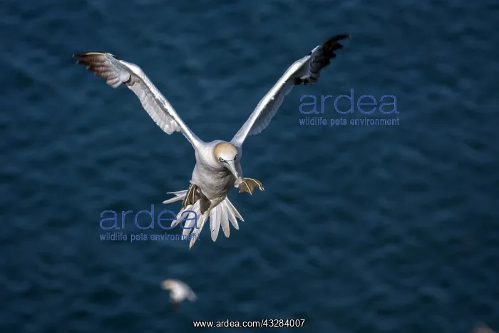 : Northern Gannet - adult in flight : Northern Gannet - adult in flight
