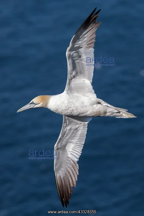 : Northern Gannet - adult in flight - Bempton Cliffs : Northern Gannet - adult in flight - Bempton Cliffs