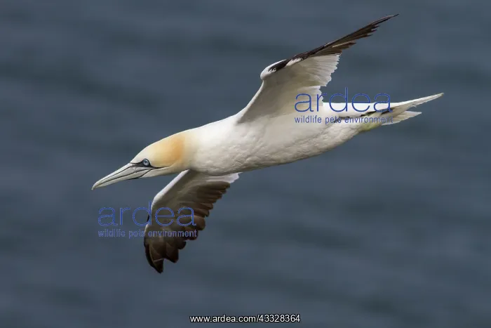  : Northern Gannet - adult in flight - Bempton Cliffs