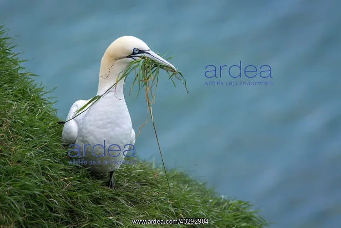 : Northern Gannet - adult grazing on cliffs - Bempton : Northern Gannet - adult grazing on cliffs - Bempton