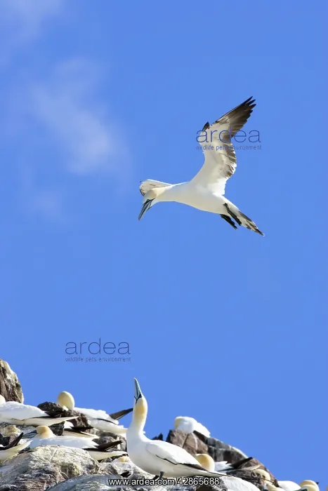 : Northern Gannet - adult hanging in the wind trying : Northern Gannet - adult hanging in the wind trying
