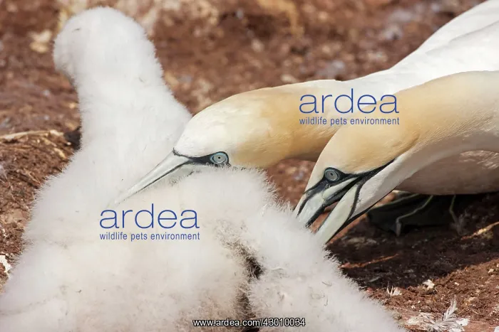 : Northern Gannet adult killing chick from neighbouring nest : Northern Gannet adult killing chick from neighbouring nest