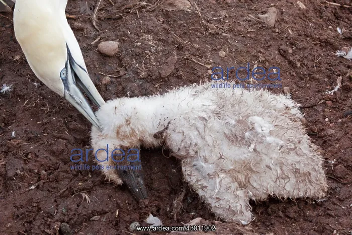 : Northern Gannet adult killing chick from neighbouring nest : Northern Gannet adult killing chick from neighbouring nest