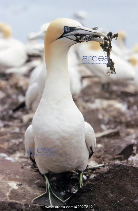 : Northern GANNET - adult with nest material : Northern GANNET - adult with nest material
