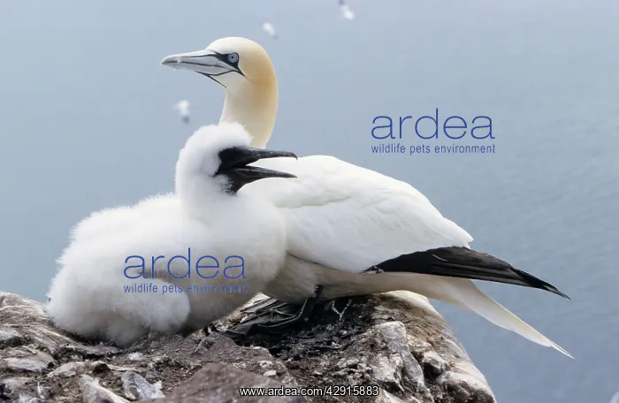 : Northern GANNET - adult with young bird : Northern GANNET - adult with young bird
