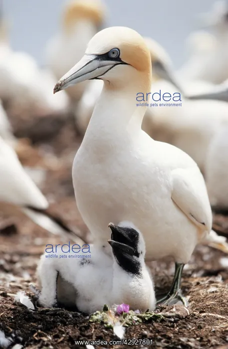 : Northern GANNET - adult with young at nest : Northern GANNET - adult with young at nest