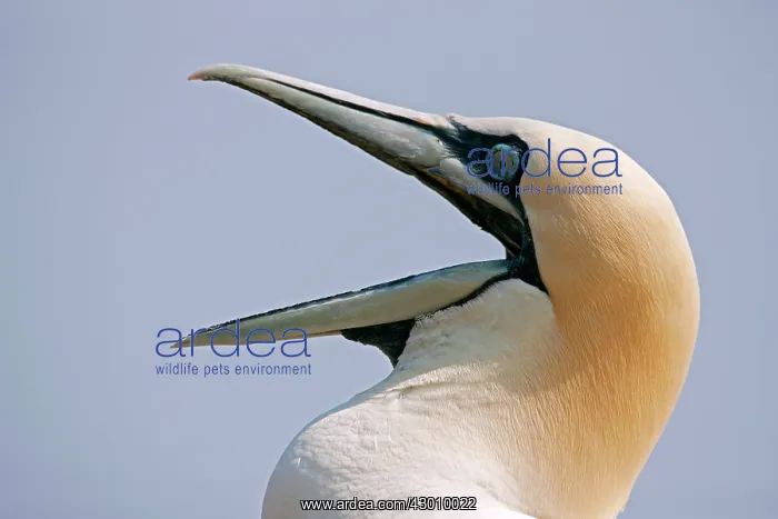 : Northern Gannet with beak wide open : Northern Gannet with beak wide open