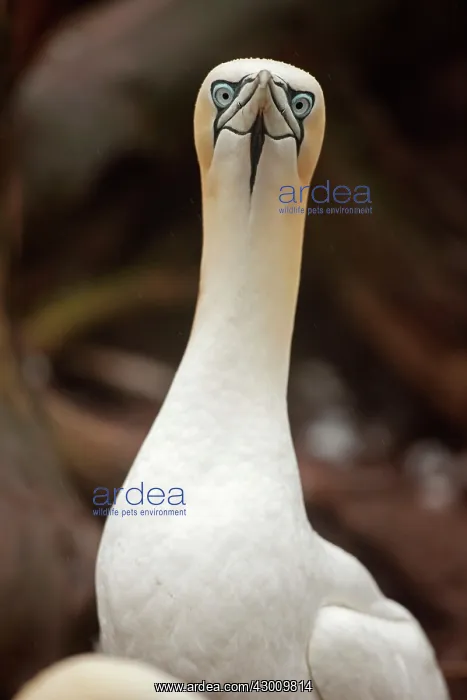 : Northern Gannet at bird colony : Northern Gannet at bird colony