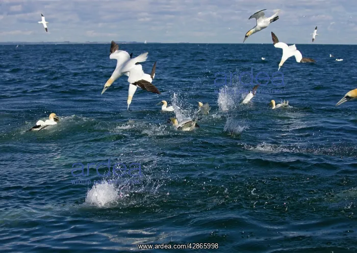 : Northern Gannet - Birds fishing and diving in a : Northern Gannet - Birds fishing and diving in a