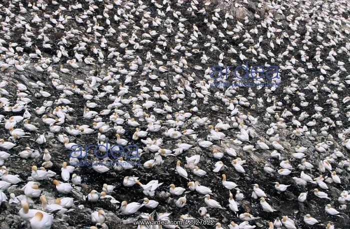 : Northern GANNET - breeding colony : Northern GANNET - breeding colony