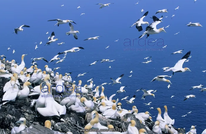 : Northern GANNET - breeding colony : Northern GANNET - breeding colony