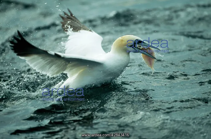 : Northern GANNET - with caught fish at sea